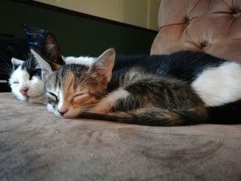 Close-up of cat sleeping at home