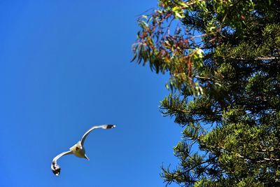 Low angle view of bird flying against blue sky