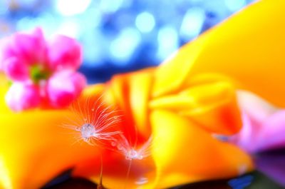 Close-up of yellow flower