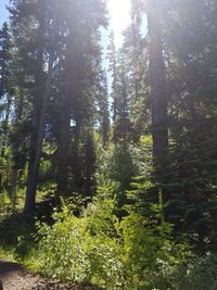 Trees in forest