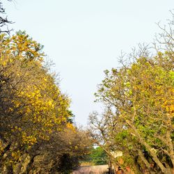 Autumn trees against clear sky