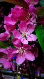 Close-up of pink orchids