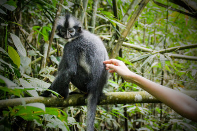 Close-up of human hand touching a thomas leaf monkey