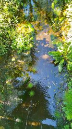 Reflection of trees in water