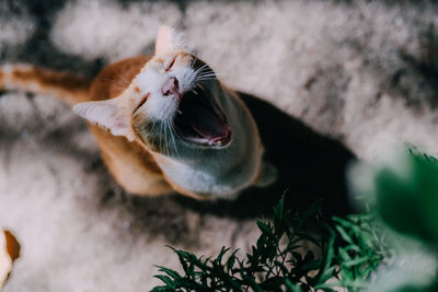 Close-up of a cat