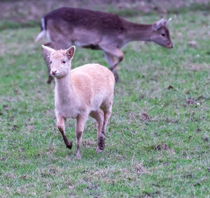 Portrait of sheep on field