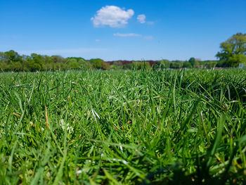 Close-up of grass in field