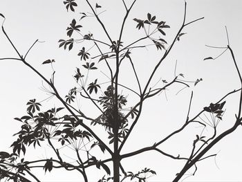 Low angle view of tree against clear sky