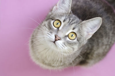 Close-up portrait of a cat on pink background 