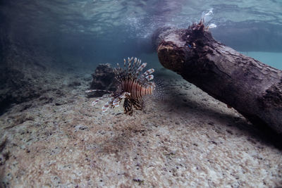 High angle view of fish swimming in sea