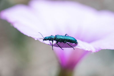 Close-up of insect on flower