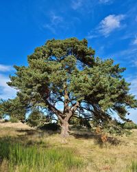 Tree on field against sky