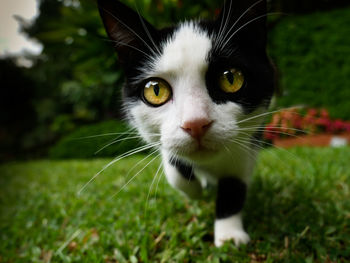 Close-up portrait of cat