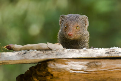 Close-up of lizard on wood