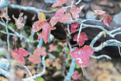 Close-up of wet plants during winter