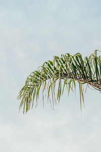 Low angle view of palm tree against sky