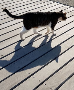 High angle view of cat on wooden floor