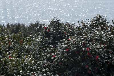 Flowering plants by sea against sky