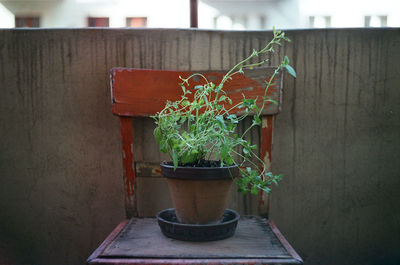 Potted plant on chair at balcony