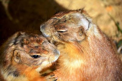 Two brown rodents standing and kissing