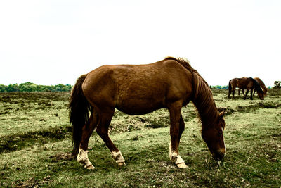 Horses grazing on field against clear sky