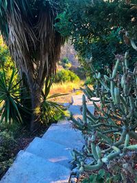 Plants growing on land