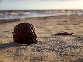 Close-up of shells on shore