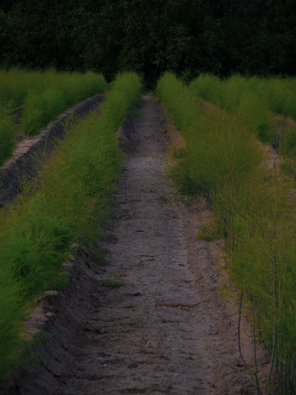 DIRT ROAD AMIDST PLANTS AND TREES