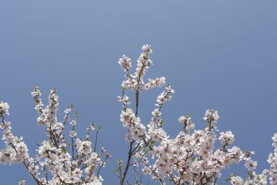 Low angle view of cherry blossom tree against blue sky