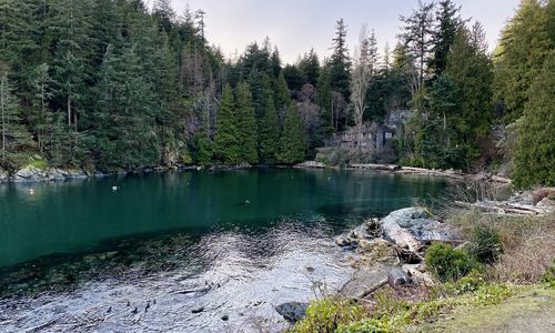 Scenic view of lake in forest