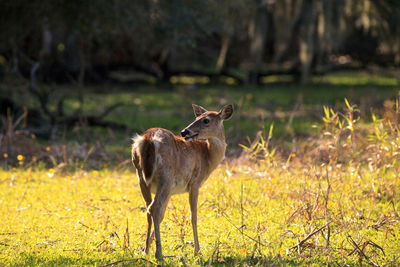 White-tailed deer odocoileus virginianus forages for clover in the wetland 