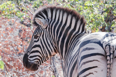 Close-up of zebra