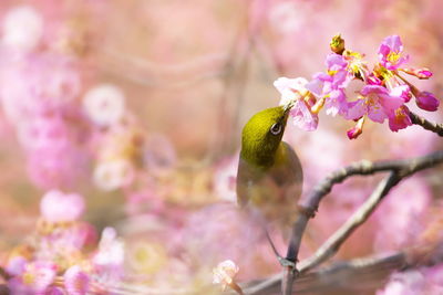 High angle view of bird pollinating pink flowers