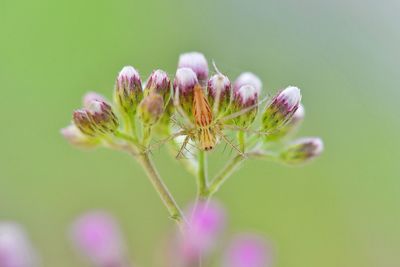 Close-up of insect on plant