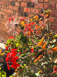 Close-up of red flowering plant