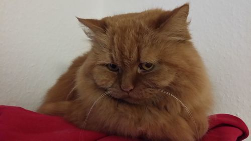 Portrait of cat sitting on sofa at home