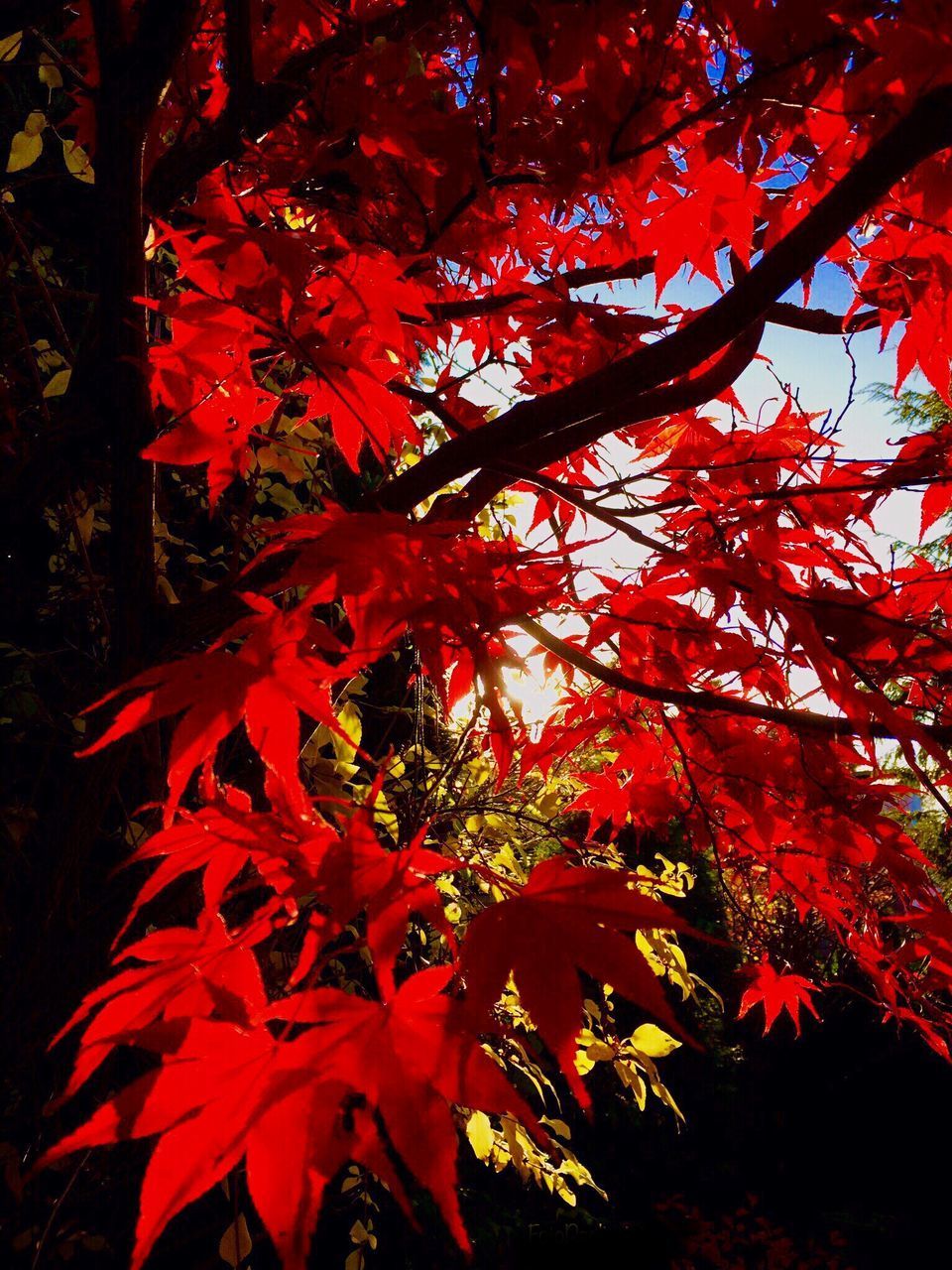 LOW ANGLE VIEW OF RED MAPLE TREE