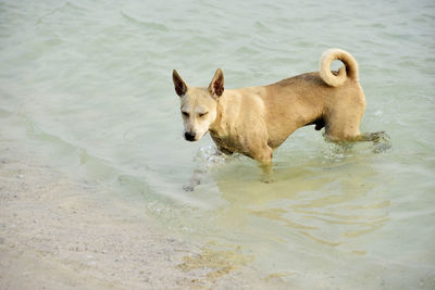 High angle view of dog running on beach
