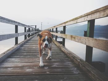 View of dog on pier