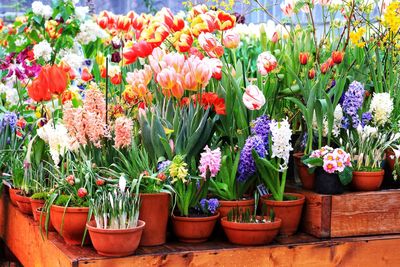 Potted plants at flower pot