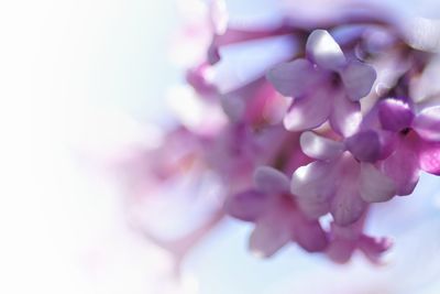 Close-up of pink flowers