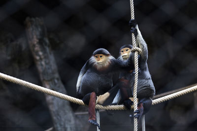 Monkeys sitting on rope in zoo