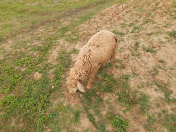 High angle view of animal on field