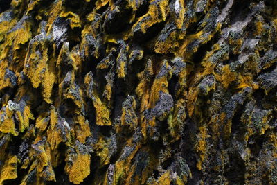 Close-up of lichen on rock