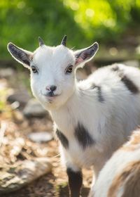 Close-up portrait of rabbit