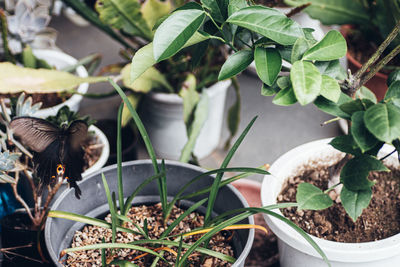 Close-up of potted plants