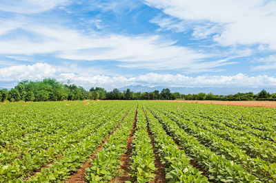 Scenic view of agricultural field against sky