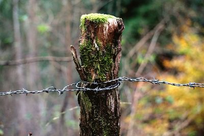 Close-up of barbed wire on wooden post