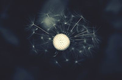 Close-up of dandelion