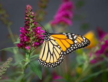 Close-up of butterfly pollinating on pink flower